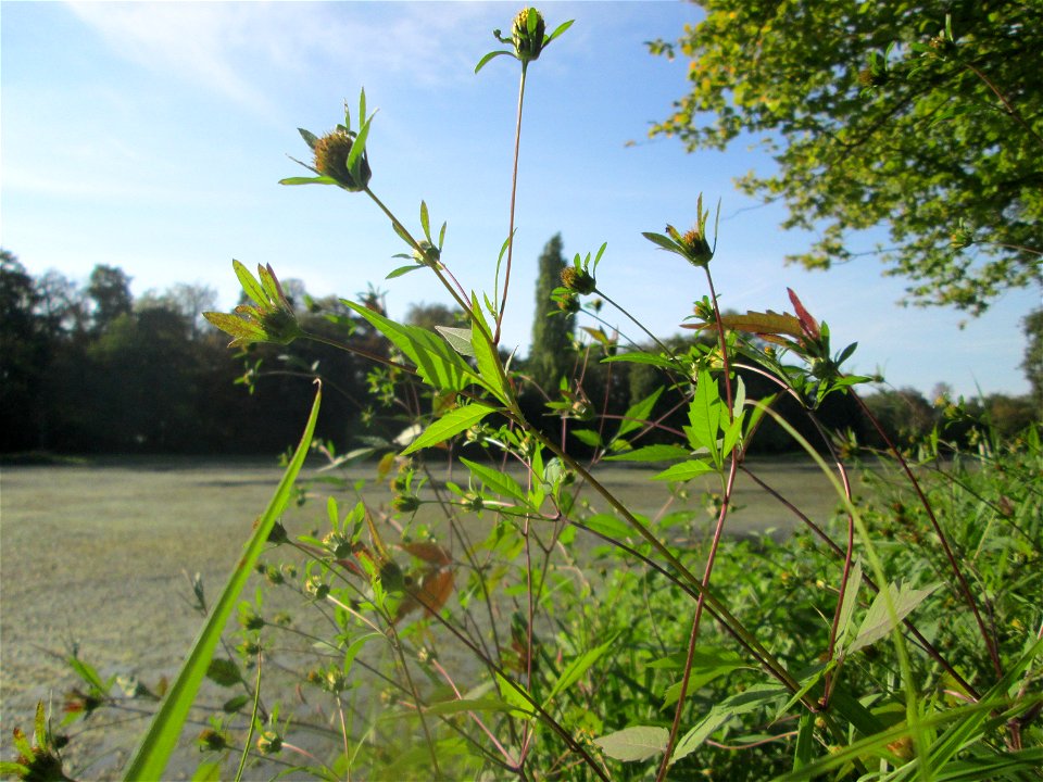 Schwarzfrüchtiger Zweizahn (Bidens frondosa) am Großen Weiher im Schwetzinger Schlossgarten