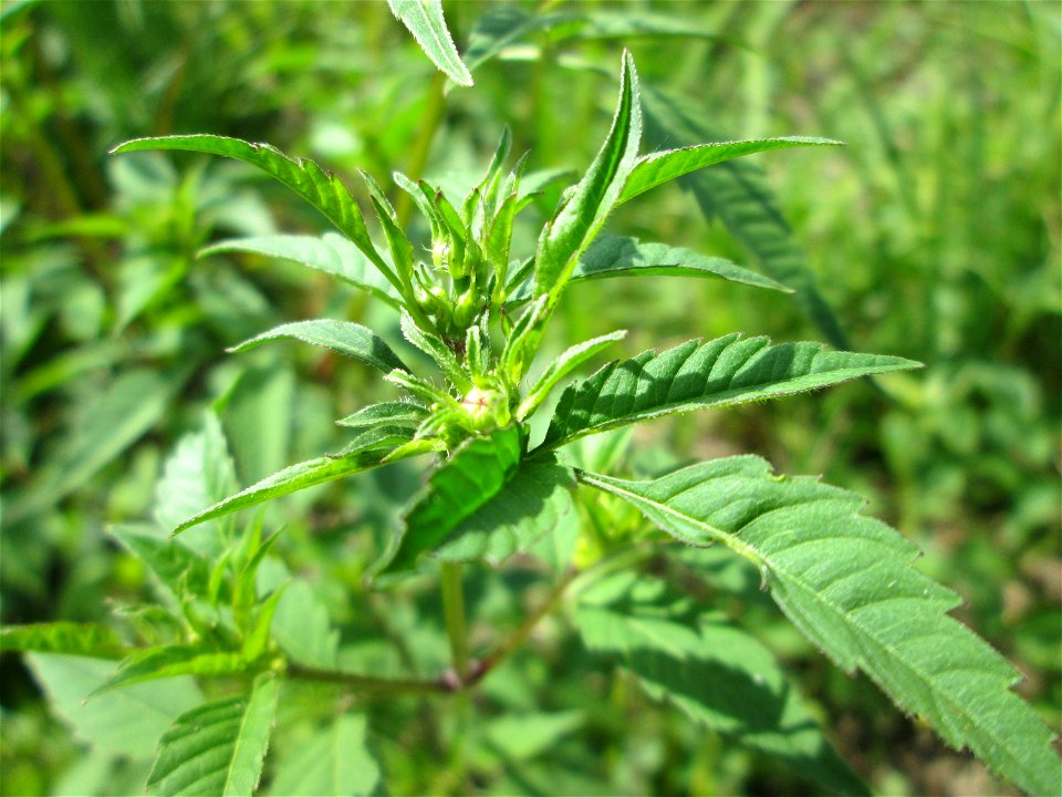 Schwarzfrüchtiger Zweizahn (Bidens frondosa) im Naturschutzgebiet „St. Arnualer Wiesen“