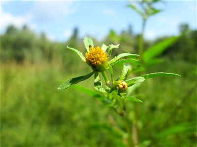 Schwarzfrüchtiger Zweizahn (Bidens frondosa) im Naturschutzgebiet „St. Arnualer Wiesen“ photo