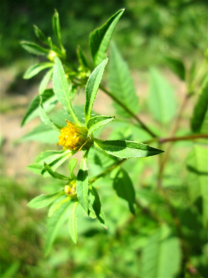 Schwarzfrüchtiger Zweizahn (Bidens frondosa) im Naturschutzgebiet „St. Arnualer Wiesen“