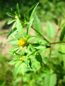 Schwarzfrüchtiger Zweizahn (Bidens frondosa) im Naturschutzgebiet „St. Arnualer Wiesen“ photo