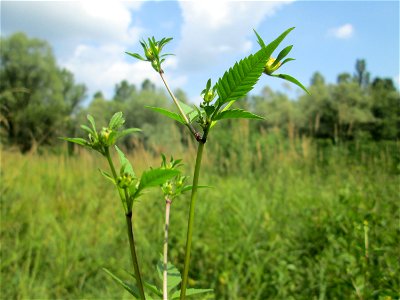 Schwarzfrüchtiger Zweizahn (Bidens frondosa) im Naturschutzgebiet „St. Arnualer Wiesen“ photo