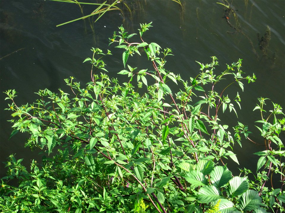Schwarzfrüchtiger Zweizahn (Bidens frondosa) an der Saar in Saarbrücken