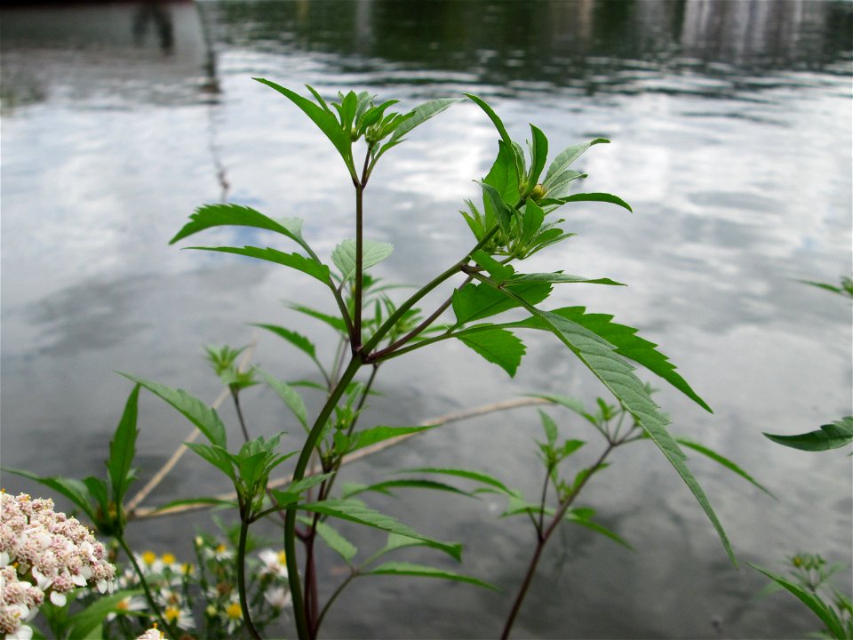 Schwarzfrüchtiger Zweizahn (Bidens frondosa) an der Mosel in Alf