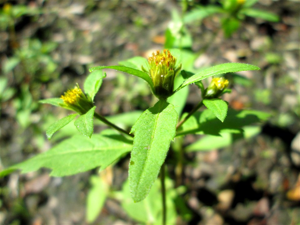Schwarzfrüchtiger Zweizahn (Bidens frondosa) im Landschaftsschutzgebiet „Tabakmühlental - Oberster Weiher“ in Sankt Arnual