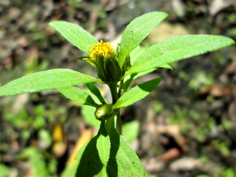 Schwarzfrüchtiger Zweizahn (Bidens frondosa) im Landschaftsschutzgebiet „Tabakmühlental - Oberster Weiher“ in Sankt Arnual
