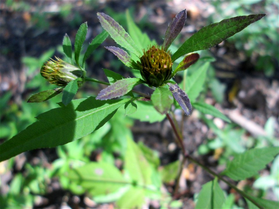 Schwarzfrüchtiger Zweizahn (Bidens frondosa) im Landschaftsschutzgebiet „Tabakmühlental - Oberster Weiher“ in Sankt Arnual