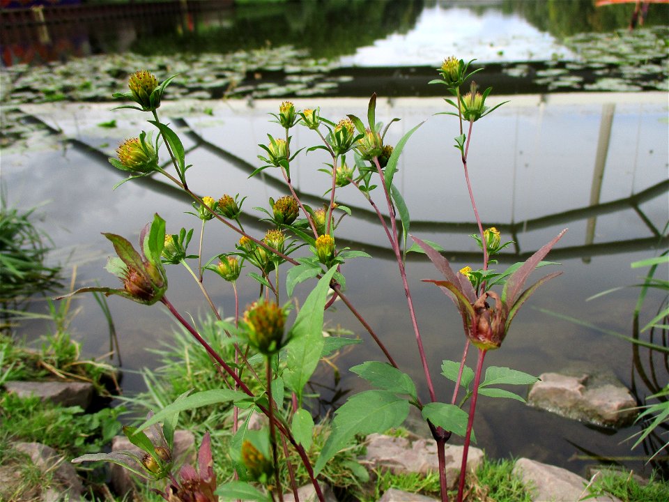 Schwarzfrüchtiger Zweizahn (Bidens frondosa) an der Saar in Saarbrücken