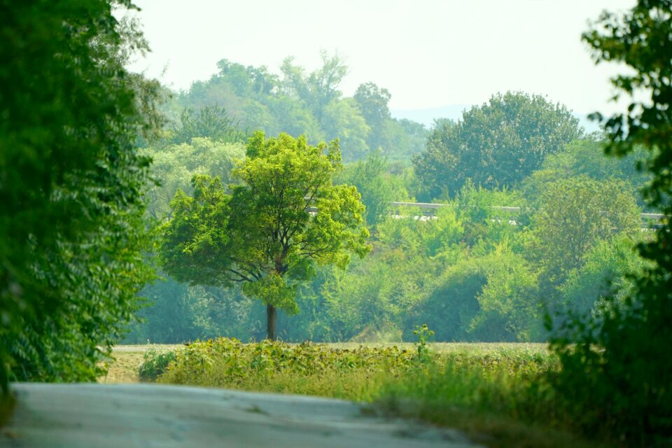 Away landscape forest