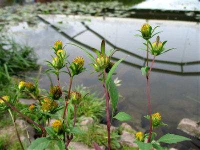 Schwarzfrüchtiger Zweizahn (Bidens frondosa) an der Saar in Saarbrücken