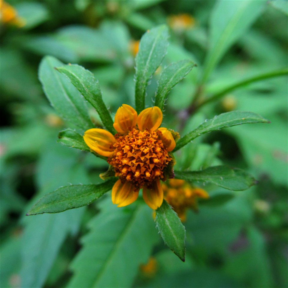 Bidens frondosa blooming in Bird Park, Mt. Lebanon, near Pittsburgh
