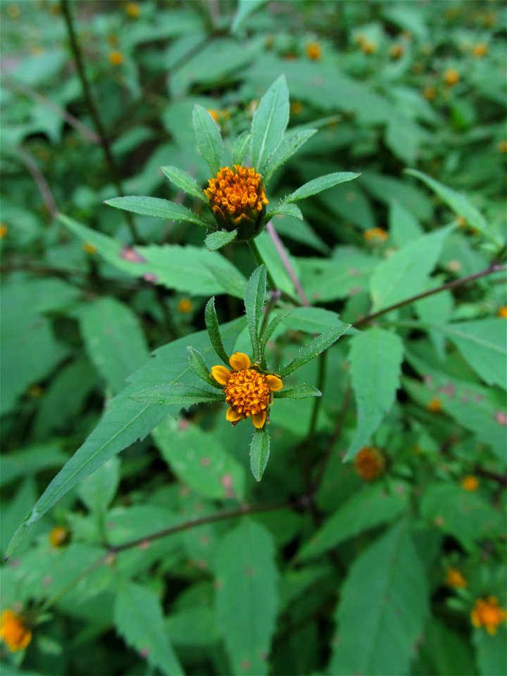 Bidens frondosa blooming in Bird Park, Mt. Lebanon, near Pittsburgh