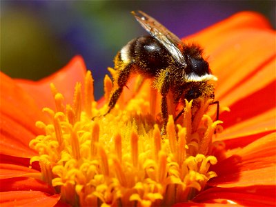 Some bumblebee (Bombus spec.) photo