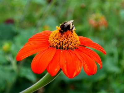 Bumblebee in the process of pollinating an echinacea(?) flower. photo