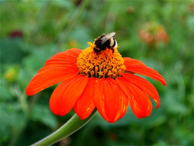 Flower with bee. photo