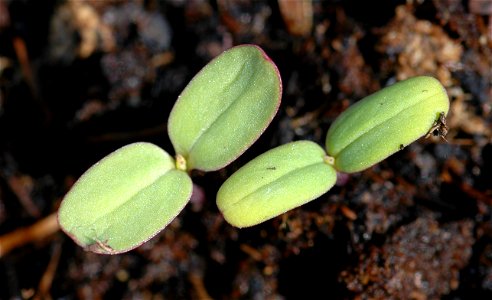 sprouting Tithonia rotundifolia