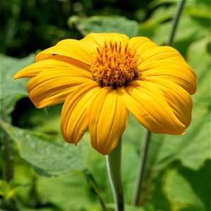 Tithonia rotundifolia, Mill S.F. Blake, Torch, Soleil du Mexique, Plante annuella. Jardin botanique Roger-Van den Hende, is a 6-hectare botanical garden managed by Laval University in Quebec, Canada.