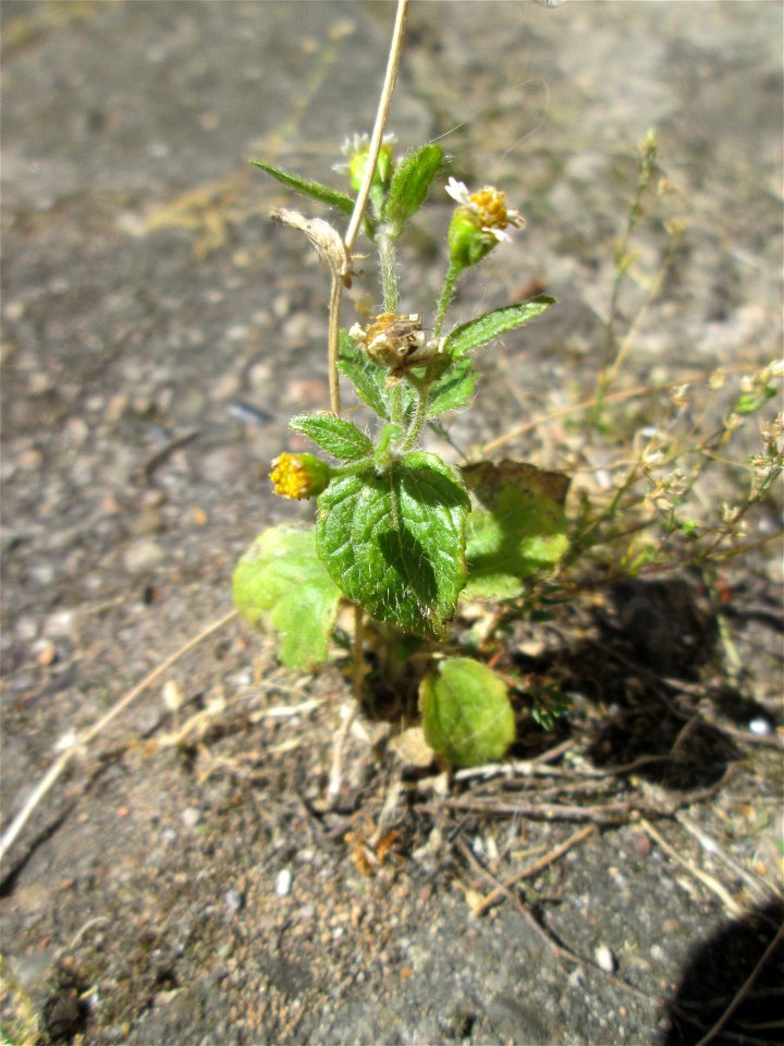 Bewimpertes Knopfkraut (Galinsoga quadriradiata) am Straßenrand in Saarbrücken