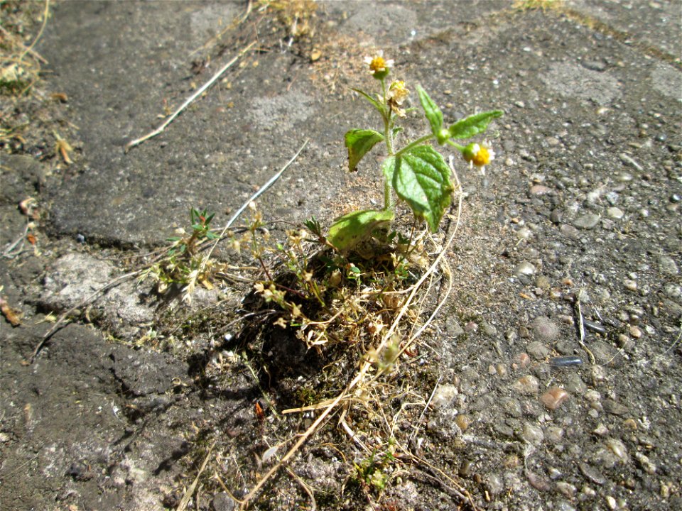 Bewimpertes Knopfkraut (Galinsoga quadriradiata) am Straßenrand in Saarbrücken