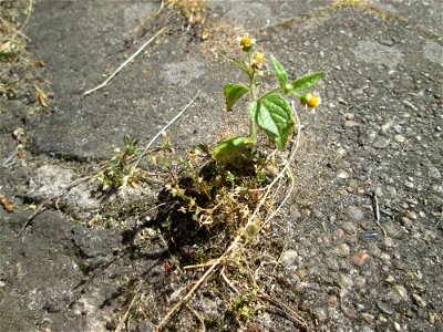 Bewimpertes Knopfkraut (Galinsoga quadriradiata) am Straßenrand in Saarbrücken