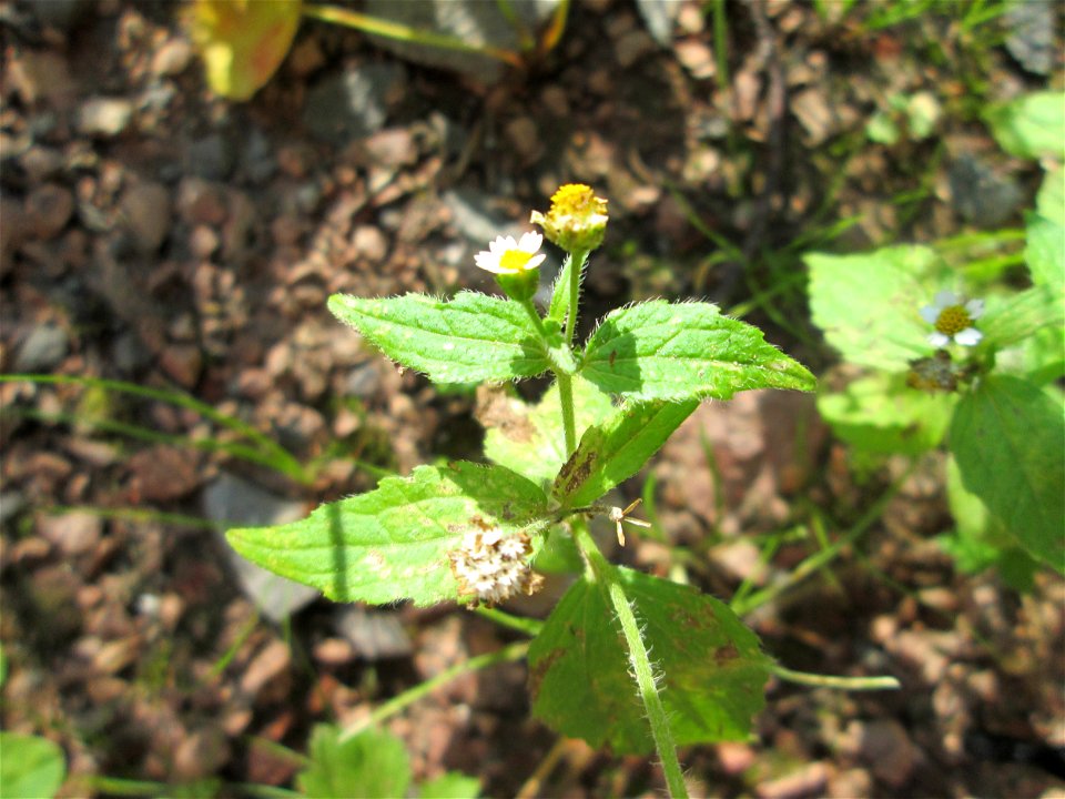 Bewimpertes Knopfkraut (Galinsoga quadriradiata) im Wald bei Ensheim