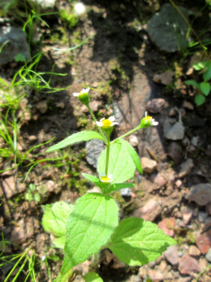 Bewimpertes Knopfkraut (Galinsoga quadriradiata) im Wald bei Ensheim