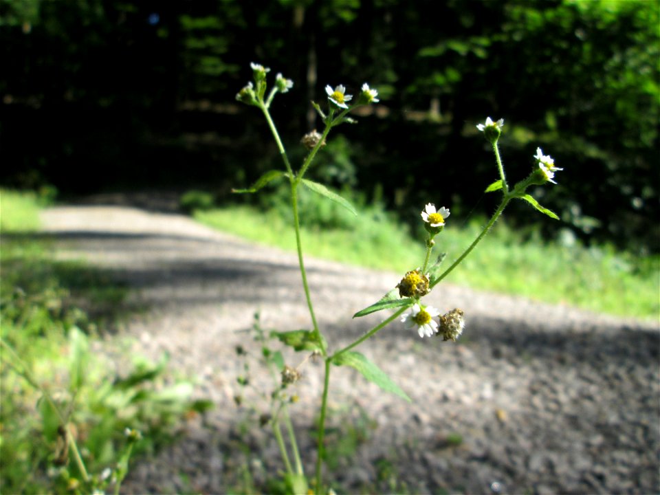 Bewimpertes Knopfkraut (Galinsoga quadriradiata) im Wald bei Ensheim