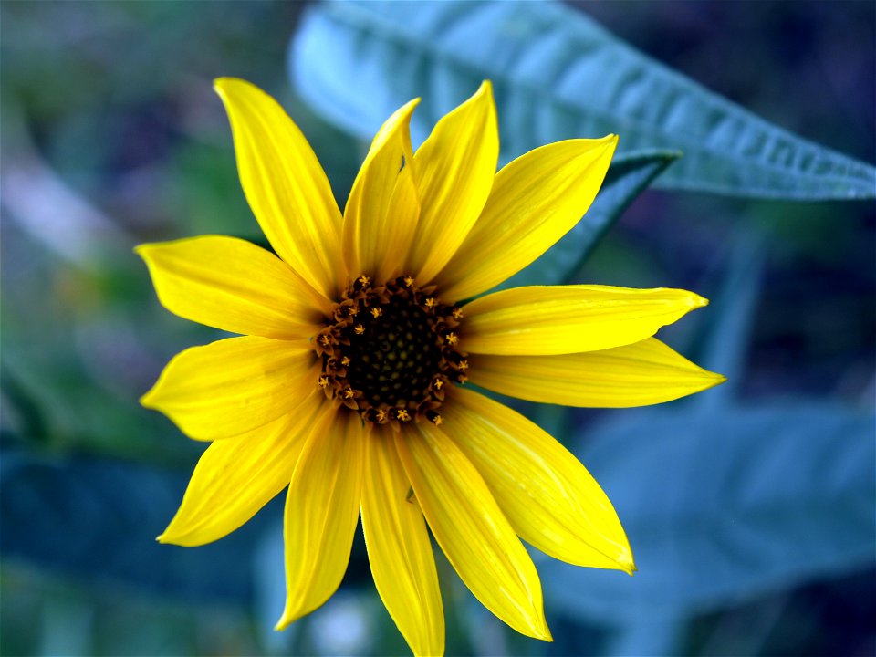 Helianthus maximiliani at Wind Cave National Park, South Dakota, USA
