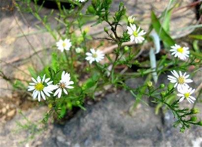 Symphyotrichum pilosum var. pringlei, in cracks in limestone riverscour at Rock Island State Park, Warren County, Tennessee.