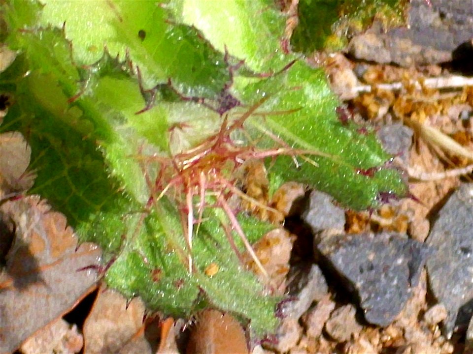 Cnicus benedictus flower close up, Dehesa Boyal de Puertollano, Spain