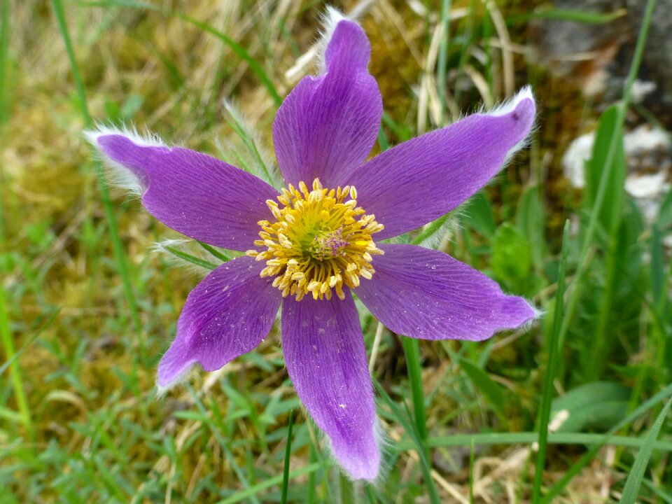 Blossom bloom violet
