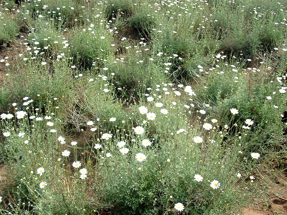 Fields of white daisies (Chrysanthemum cinerariaefolium) Kenia