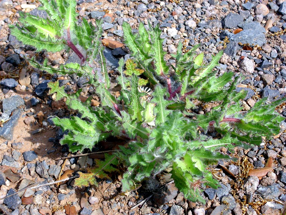 Cnicus benedictus habit, Dehesa Boyal de Puertollano, Spain