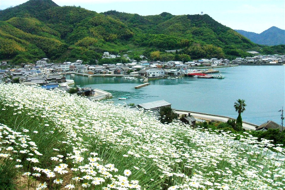 広島県尾道市因島重井西港の遠景。近くに写っているのは除虫菊（シロバナムシヨケギク）である。
