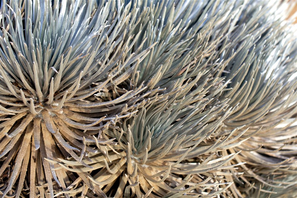 Haleakalā Silversword plant in Mauna Kea, Hawaii