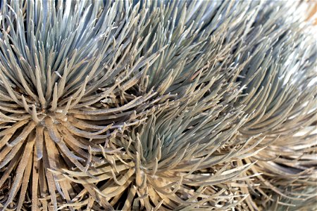 Haleakalā Silversword plant in Mauna Kea, Hawaii