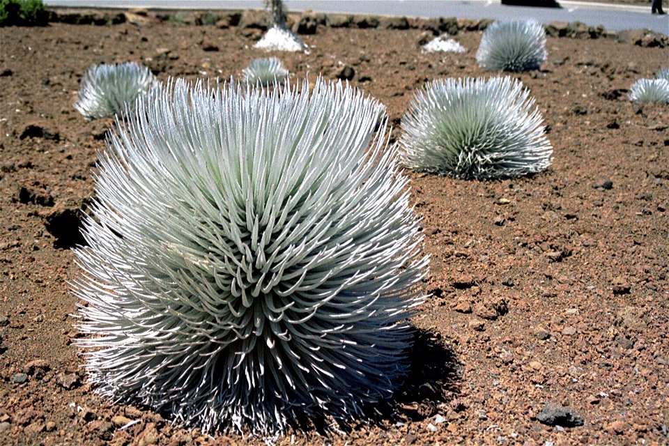 Silversword (Argyroxiphium sandwicense) in the crater of Haleakala.
