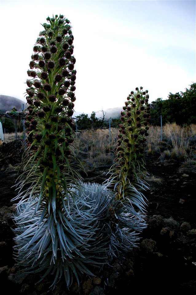 Argyroxiphium sandwicense subsp. sandwicense,  the Mauna Kea Silversword.
Located near the visitor's center at 9500 ft elevation, on Mauna Kea, a dormant volcano.
Endemic to the Mauna Kea volcanic env
