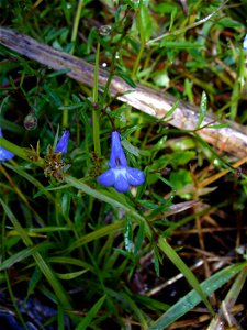 I am the originator of this photo. I hold the copyright. I release it to the public domain. This photo depicts a flower.
