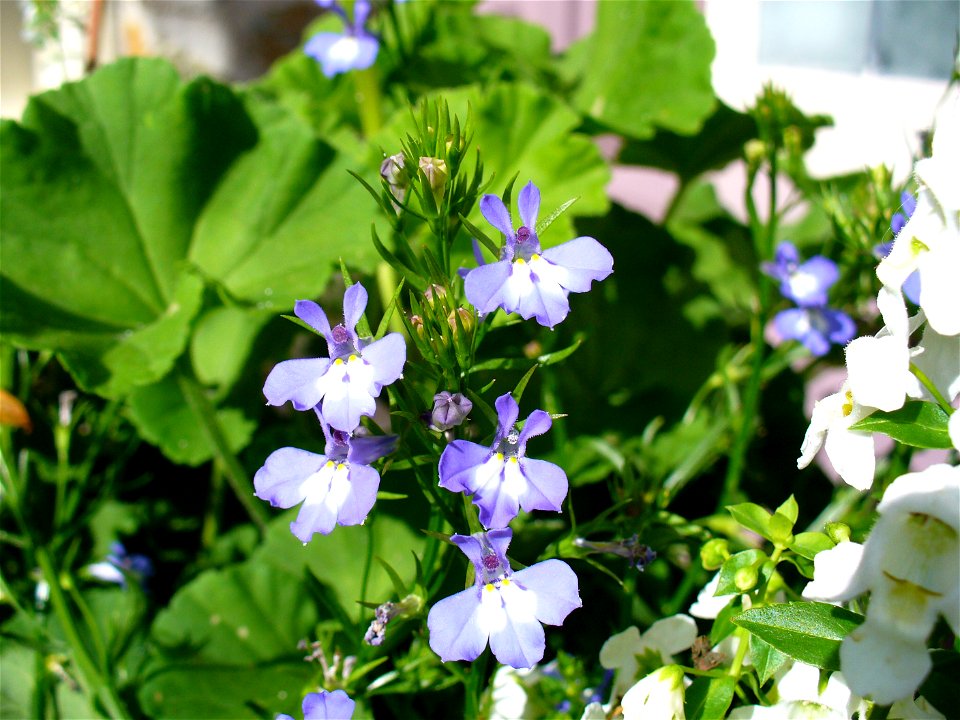 I am the originator of this photo. I hold the copyright. I release it to the public domain. This photo depicts unidentified Lobelia flowers.