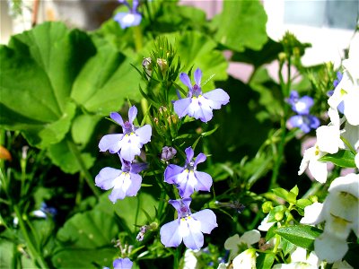 I am the originator of this photo. I hold the copyright. I release it to the public domain. This photo depicts unidentified Lobelia flowers. photo