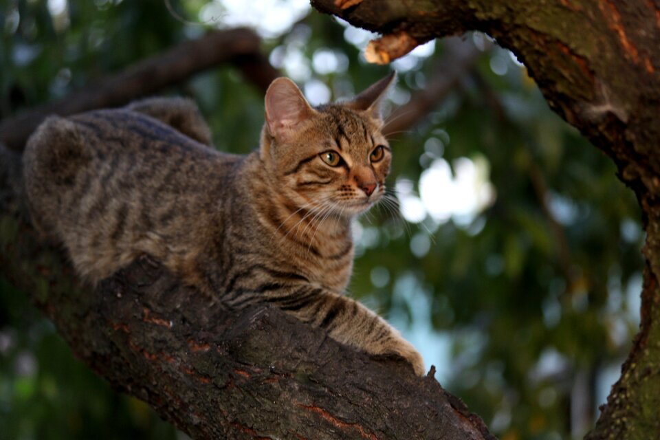 Cute tree climbing