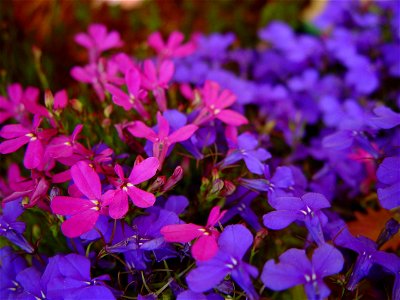 Image title: Blue and purple flowers against unfocused purple flowers
Image from Public domain images website, http://www.public-domain-image.com/full-image/flora-plants-public-domain-images-pictures/