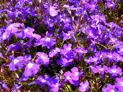 Dettaglio di Lobelia erinus (colpita da grandine)