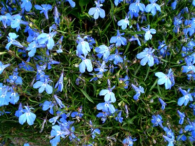 Lobelia erinus.