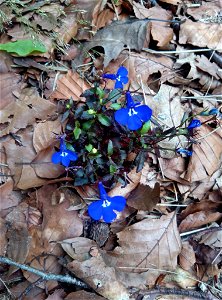 Lobelia erinus