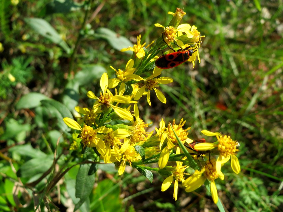 Gewöhnliche Goldrute (Solidago virgaurea) an einem Randstreifen der Rheinbahn in der Schwetzinger Hardt mit binnendünenartiger Vegetation