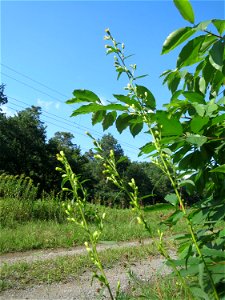 Gewöhnliche Goldrute (Solidago virgaurea) an einem Randstreifen der Rheinbahn in der Schwetzinger Hardt mit binnendünenartiger Vegetation