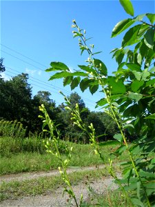 Gewöhnliche Goldrute (Solidago virgaurea) an einem Randstreifen der Rheinbahn in der Schwetzinger Hardt mit binnendünenartiger Vegetation photo