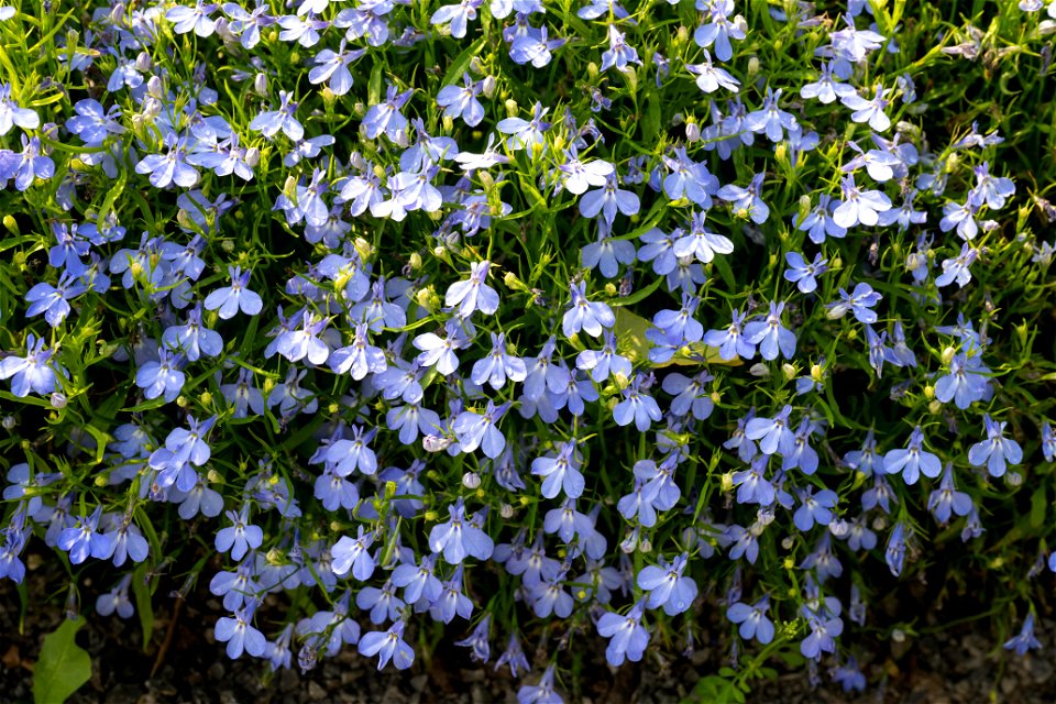 Lobelia x erinus, Gambridge Blue, Campanule erigee, Plante annuelle, Jardin botanique Roger-Van den Hende, is a 6-hectare botanical garden managed by Laval University in Quebec, Canada.